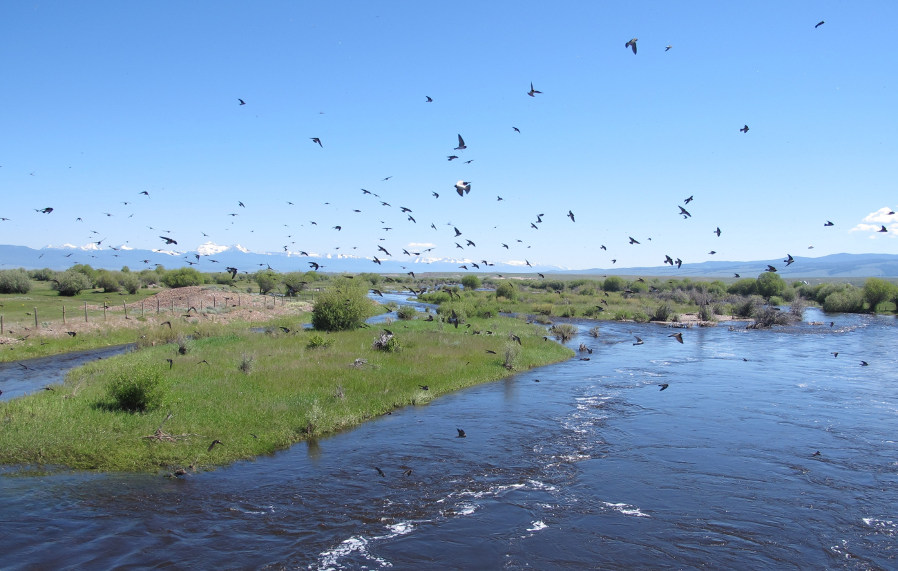 Swallows over the Big Hole River