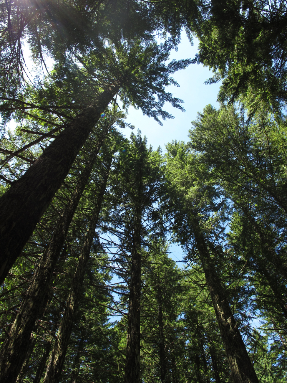 The glorious Douglas fir forest on the west side of the Cascade Mountains