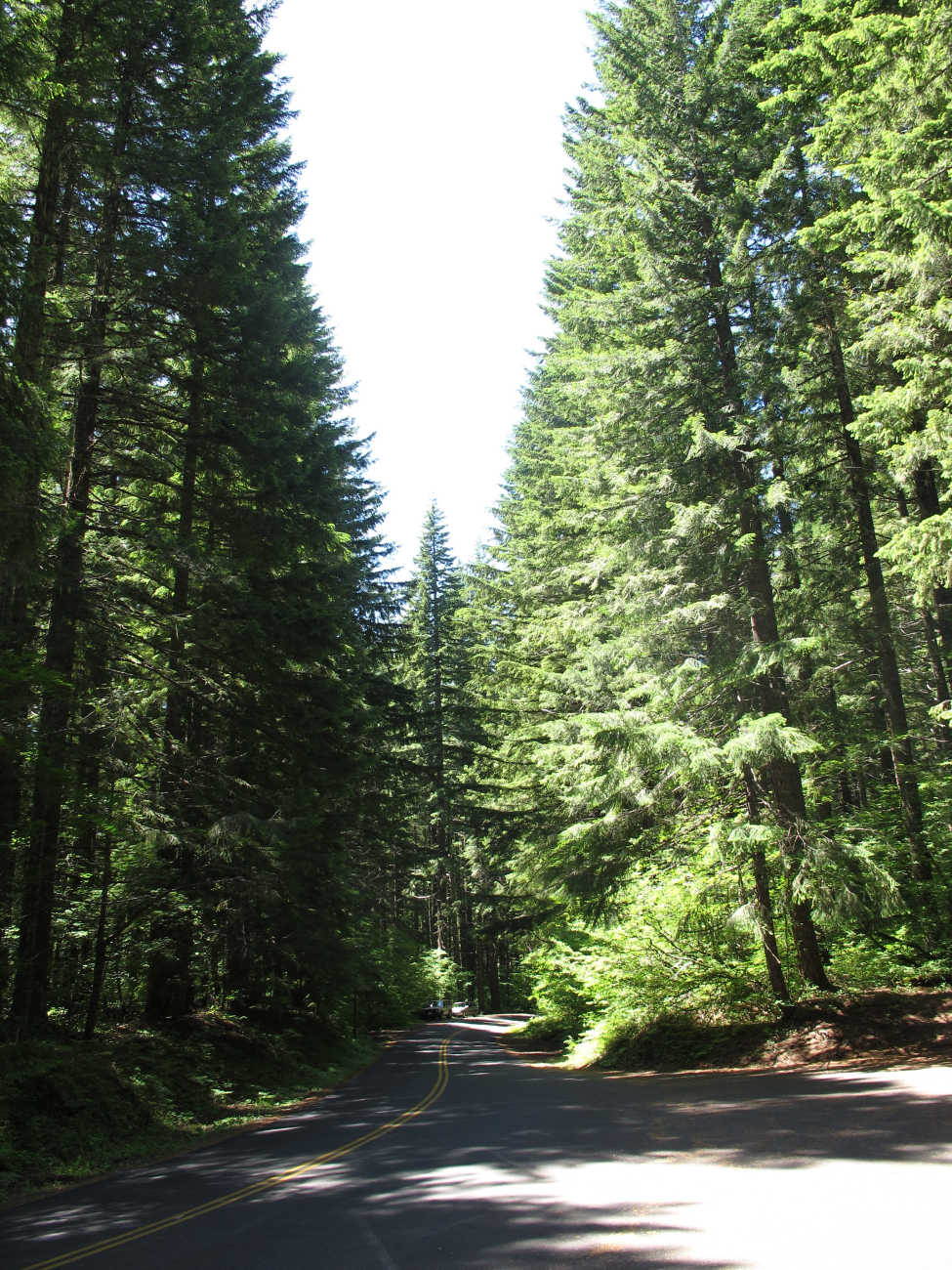 The glorious Douglas fir forest on the west side of the Cascade Mountains