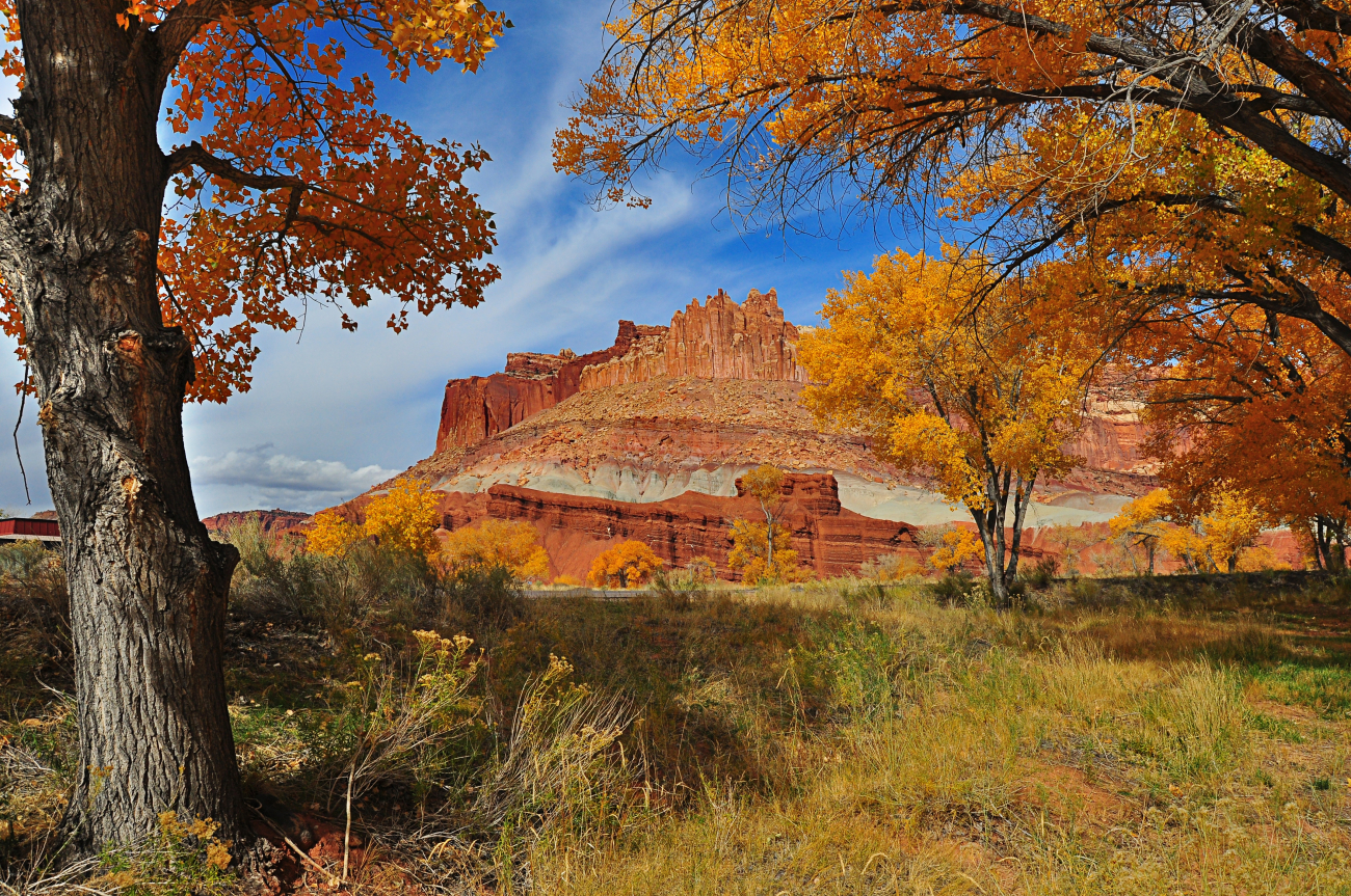 Fall view of The Castle and cottonwood trees at Capitol Reef National Monument