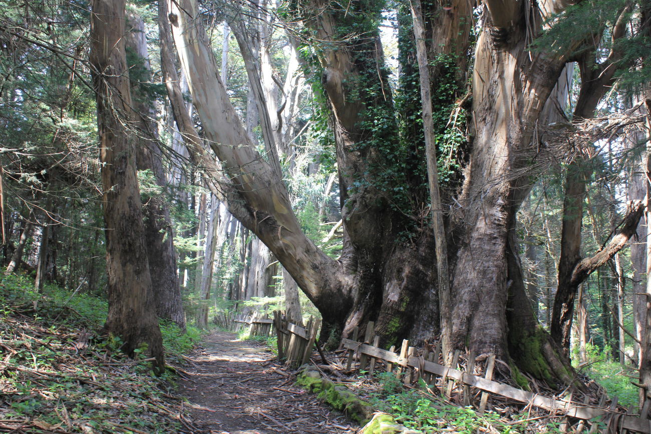 Huge eucalyptus trees at ranch near Fort Ross