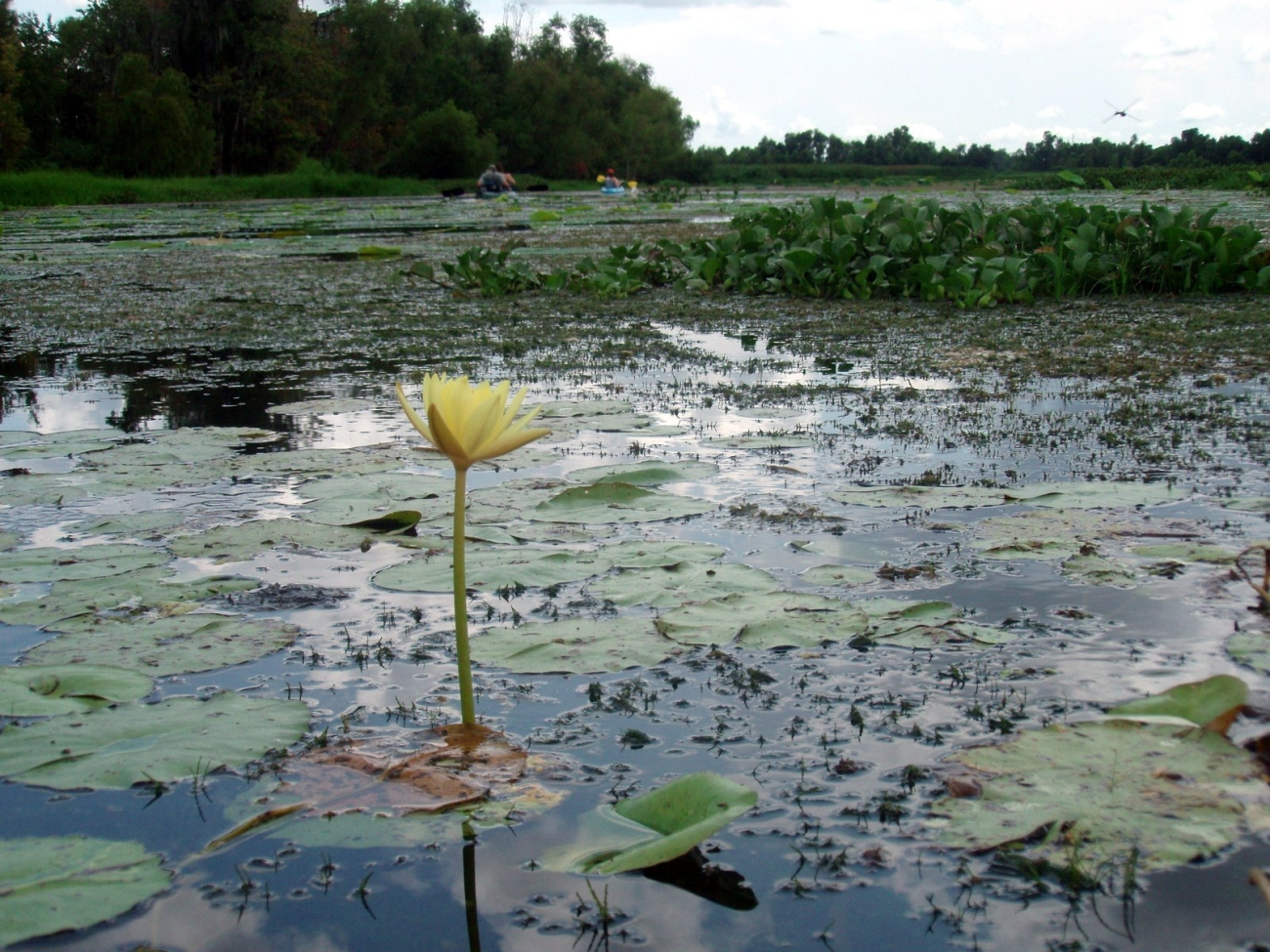 An American lotus (Nelumbo lutea) in Lake Penchant