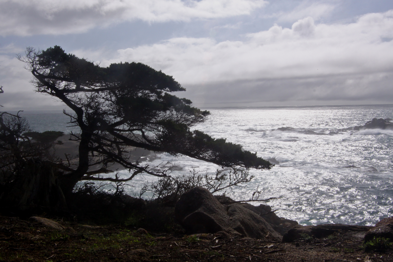 Along the Cypress Grove Trail looking south over Headland Cove at Point LobosState Marine Reserve