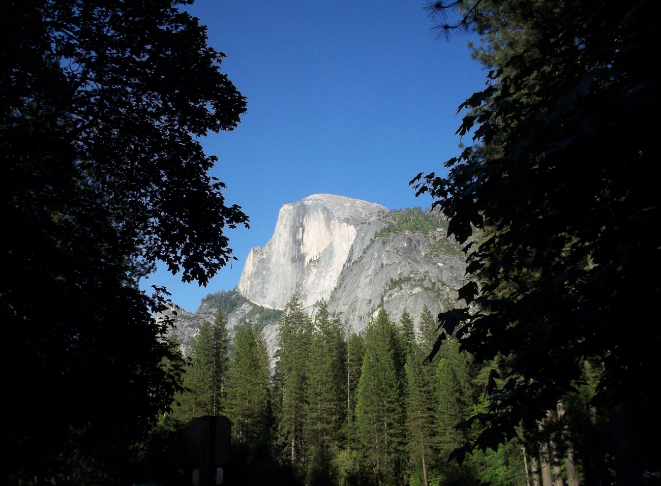 The iconic Half Dome is seen through the trees on the valley floor ofYosemite Valley
