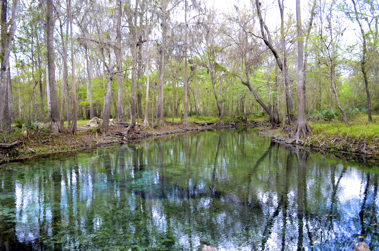 Dogwood Spring, the third most downstream spring in the Ginnie Springs complex