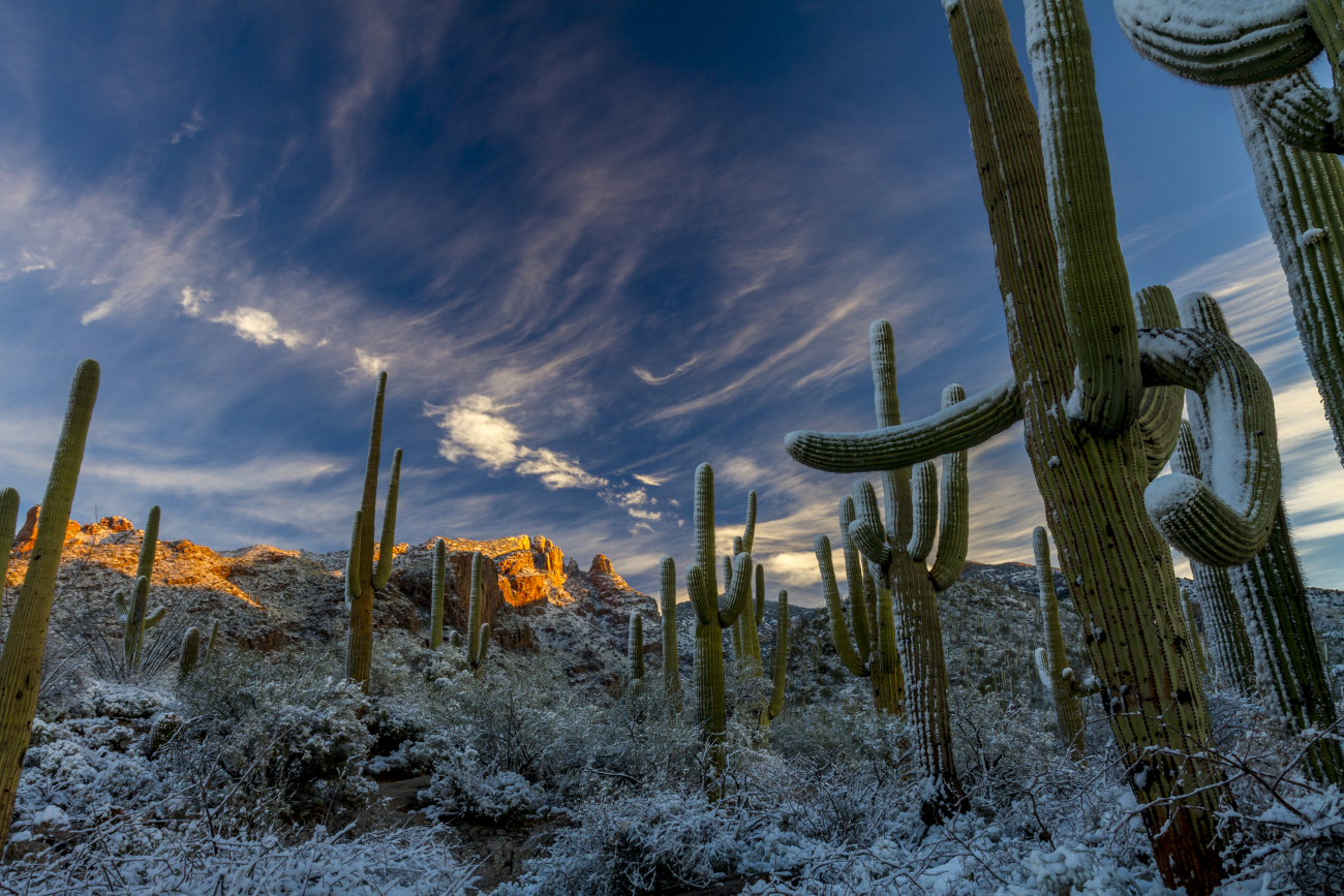 Rare Desert winter snow on giant saguaro cactus of the Sonoran Desert