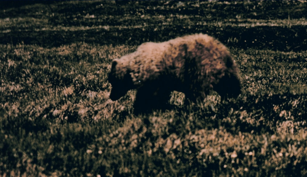 Brown bear (grizzly) - Ursus arctos - on the tundra