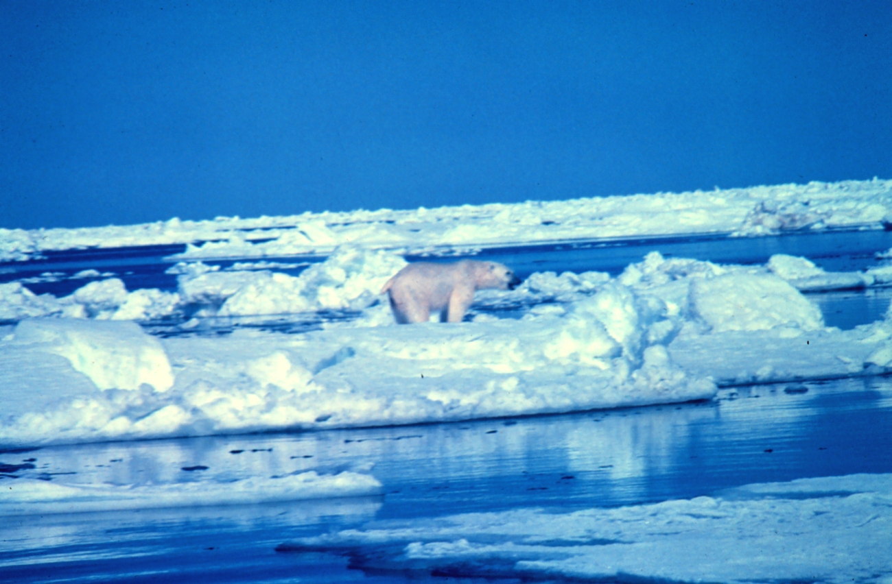 Polar bear - Ursus maritimus - on the Beaufort Sea ice in the summer