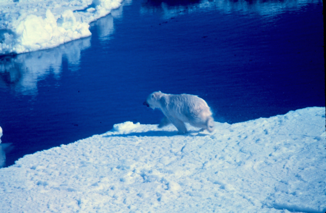 Polar bear  - Ursus maritimus - running from helicopter noise duringOuter Continental Shelf Environmental Assessment Program