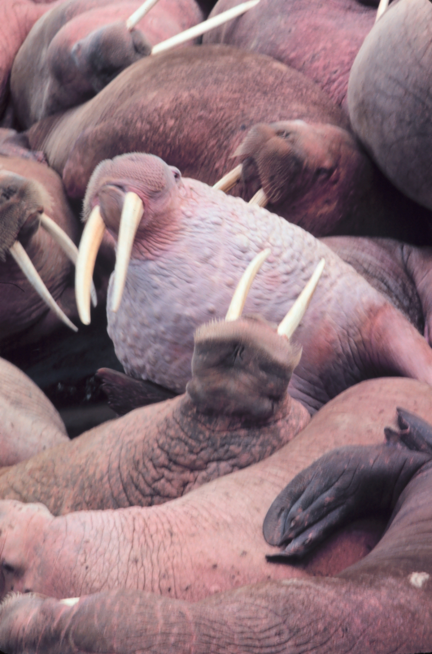 Walrus  - Odobenus rosmarus divergens - on Bering Sea island