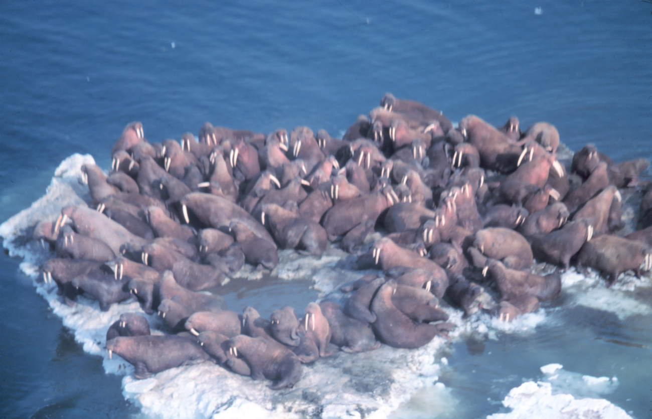 Walrus - Odobenus rosmarus divergens - hauled out on Bering Sea ice
