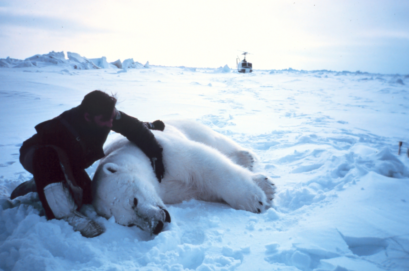 Helicopter pilot Budd Christman with large sedated male polar bear - Ursus maritimus