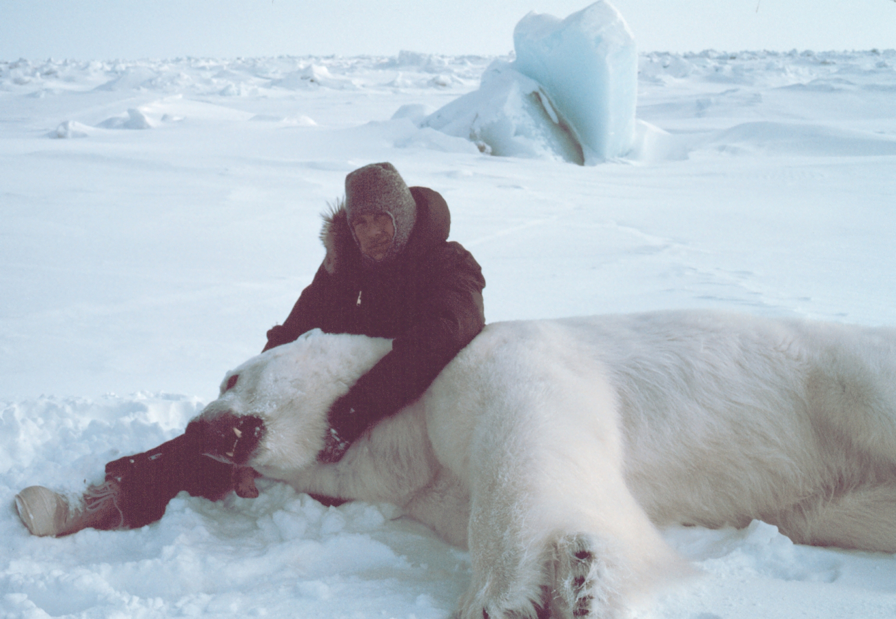 Steve Amstrup of USFWS with large sedated polar bear  - Ursus maritimus