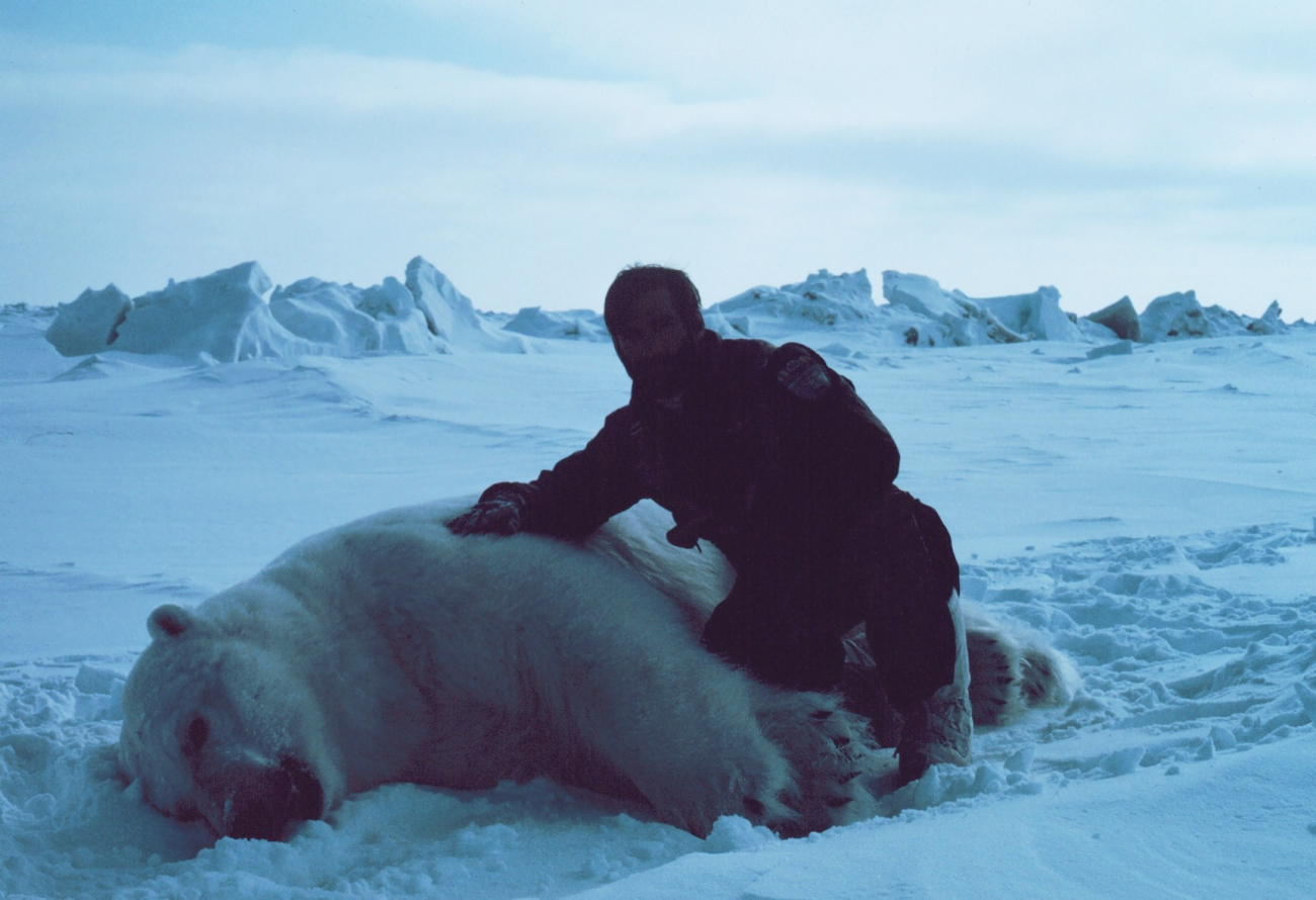 Budd Christman with large sedated polar bear  - Ursus maritimus