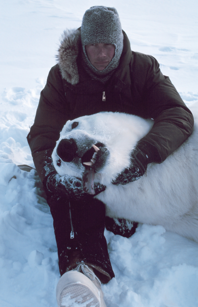 Steve Amstrup with large sedated polar bear  - Ursus maritimus
