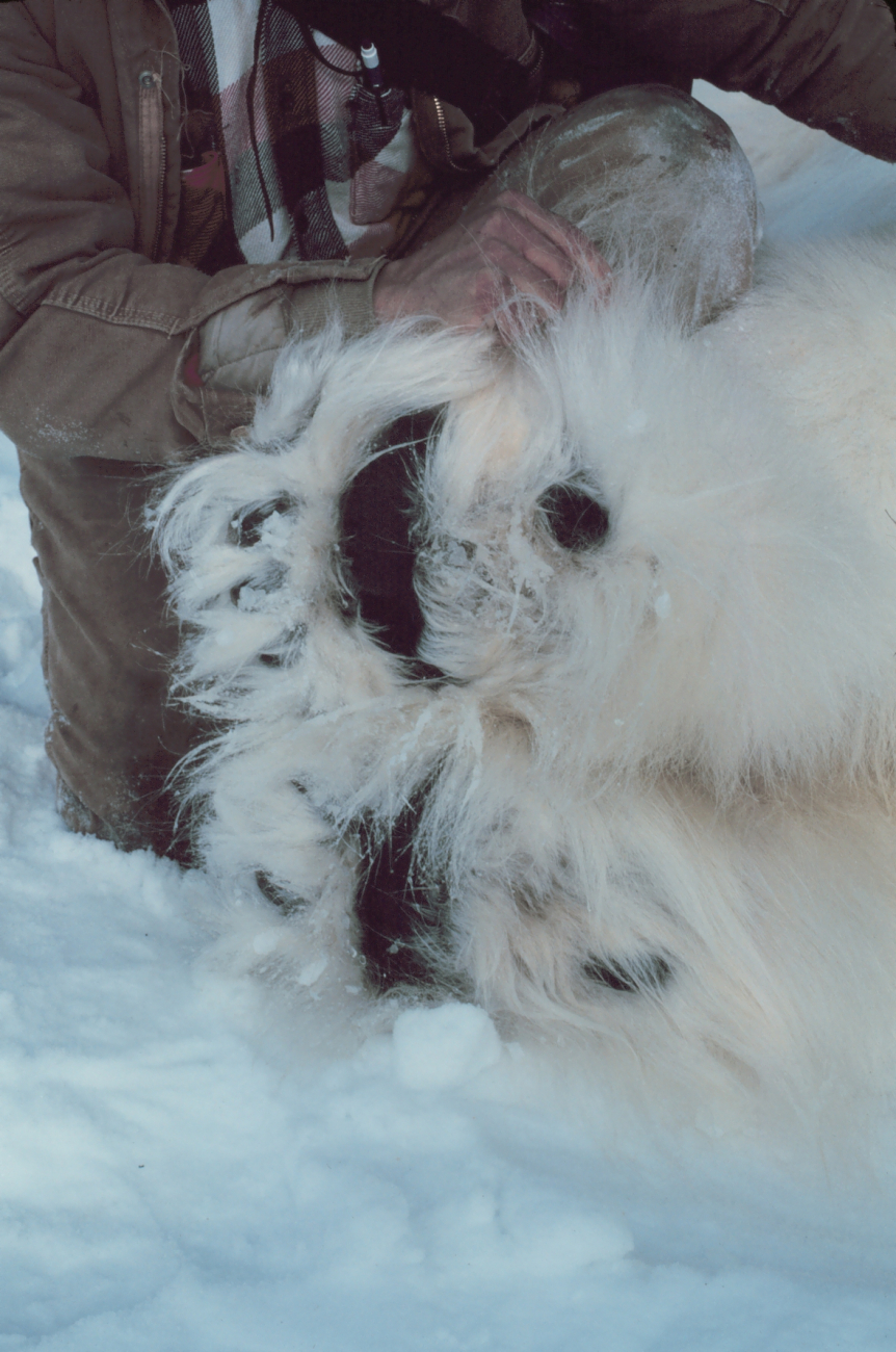Large sedated polar bear  - Ursus maritimus