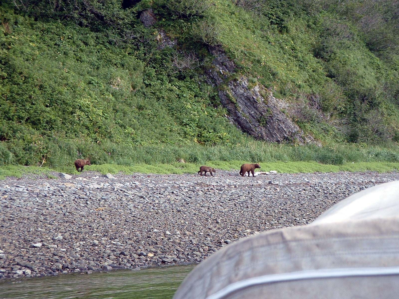 Mama bear with two cubs - Alaska brown bears - Ursus arctos