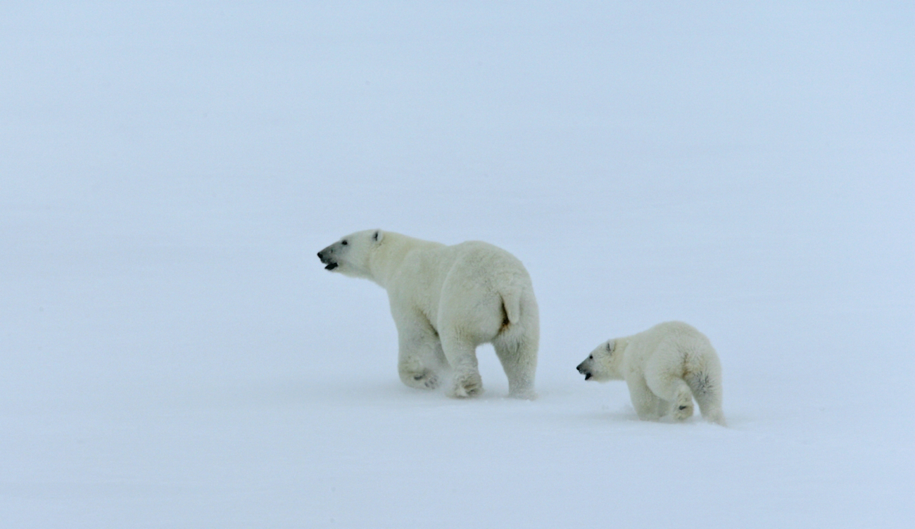 Polar bear with cub on the ice in the Arctic Ocean north of western Russia
