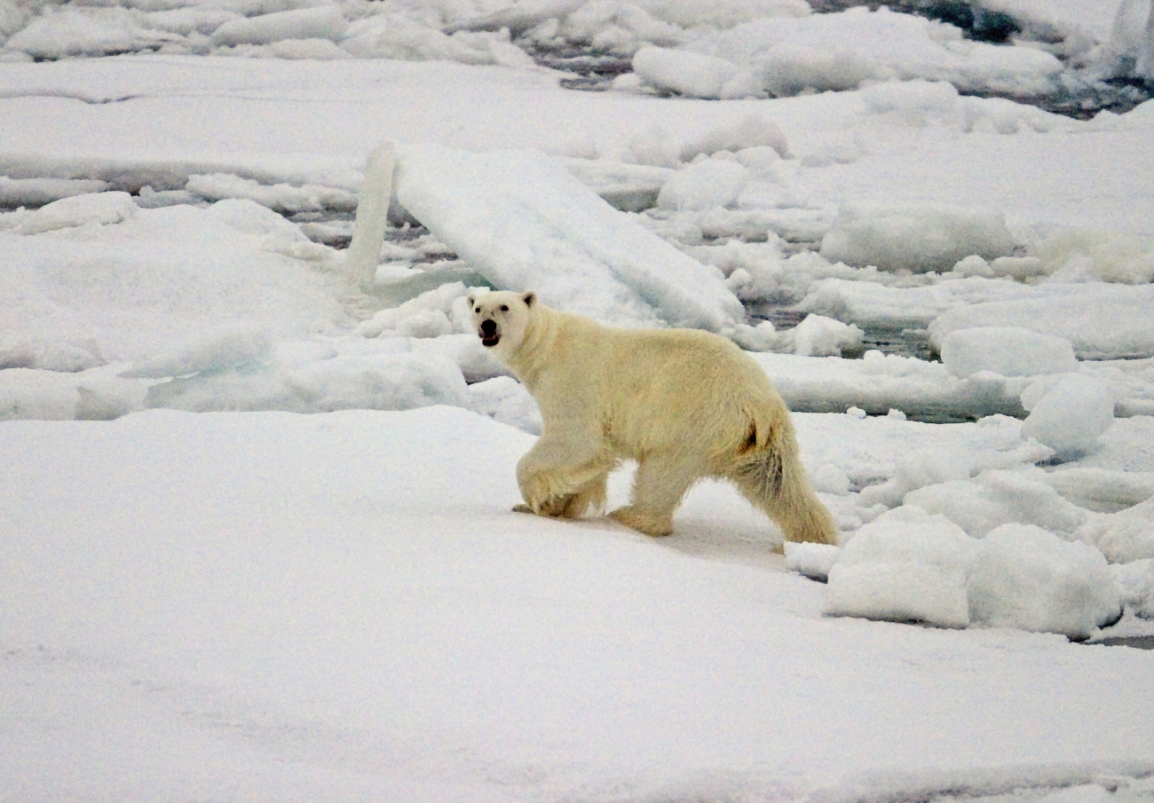 A polar bear (Ursus maritimus) on the ice in the Arctic Ocean northof western Russia