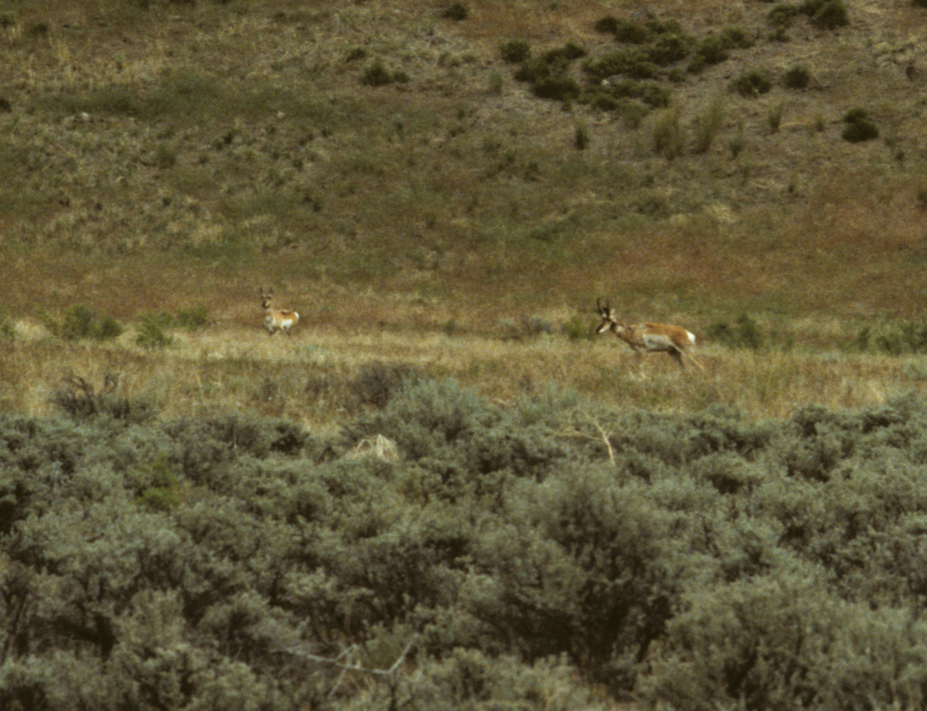 Antelope in eastern Oregon