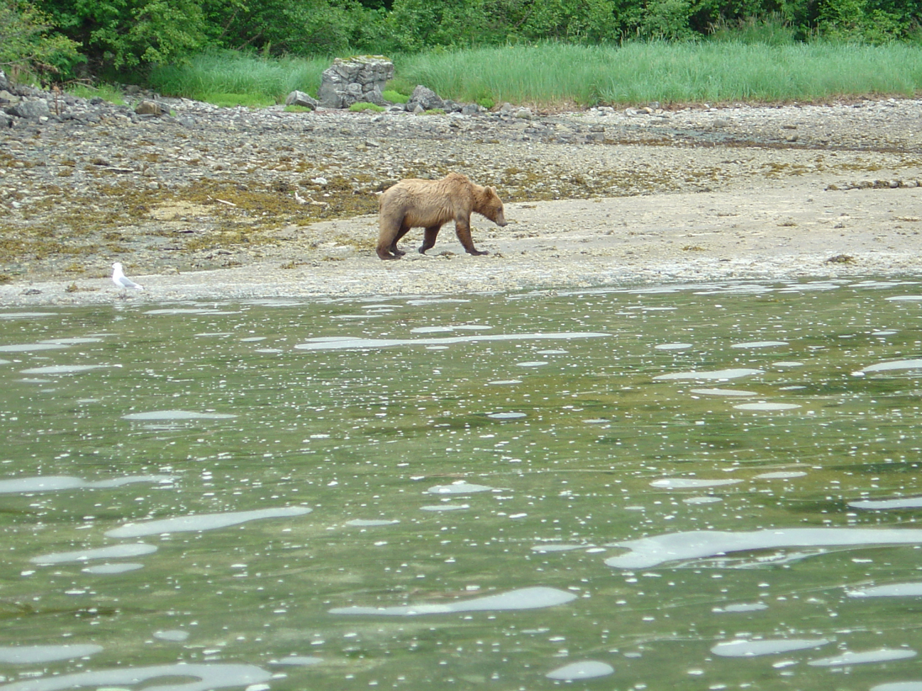 Young Alaska Brown Bear (Ursus arctos) strolling on the beach