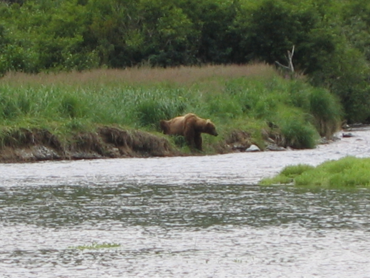 Large Alaska Brown Bear (Ursus arctos) waiting for dinner to swim by
