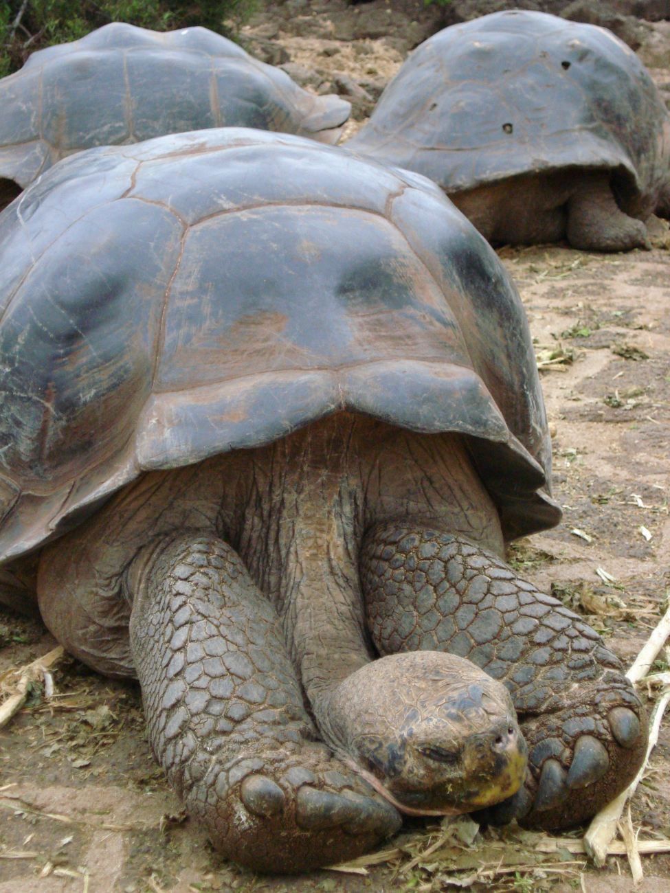Galapagos Tortoise displaying long serpentine neck