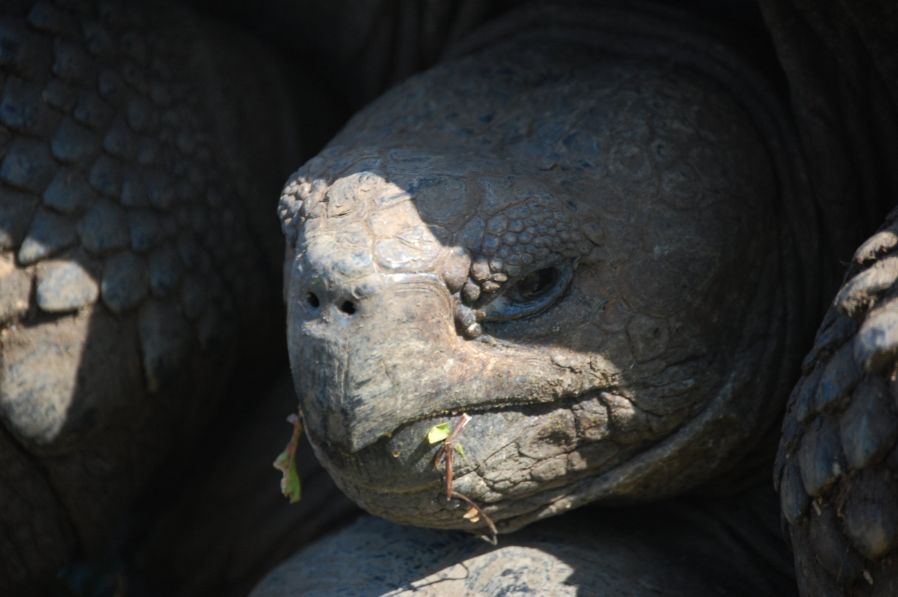 Giant Tortoise portrait