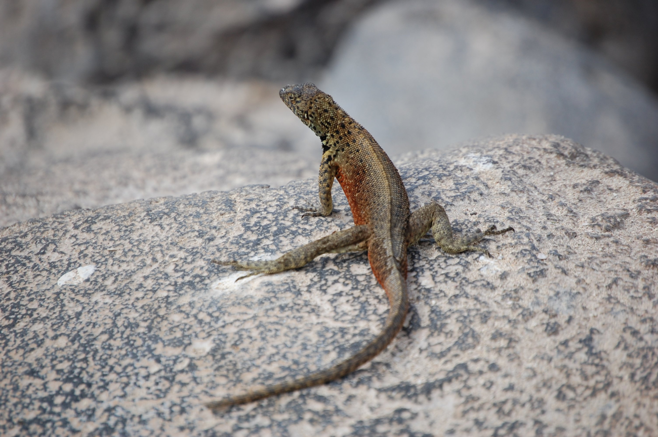 Male Espanola lava lizard