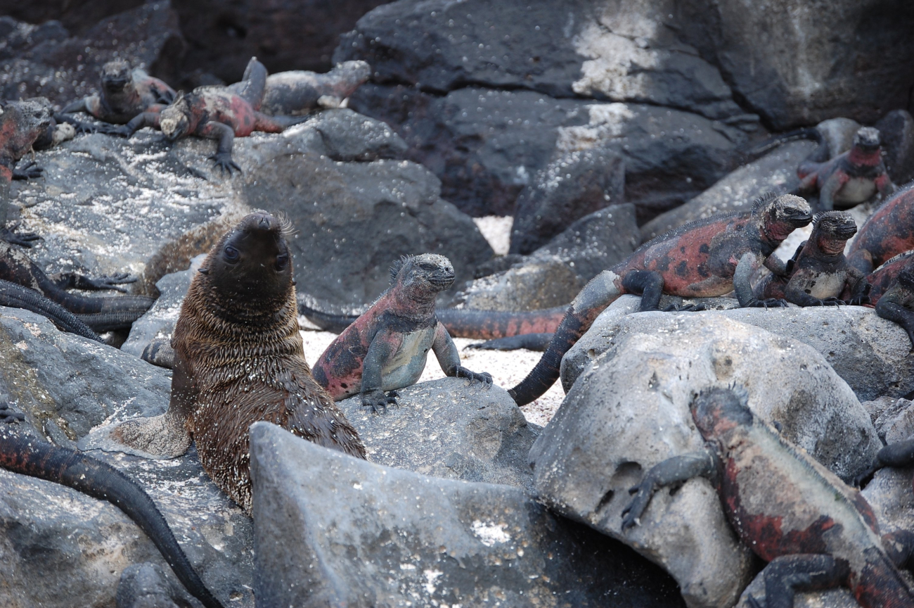 Sea lion pup surrounded by marine iguanas