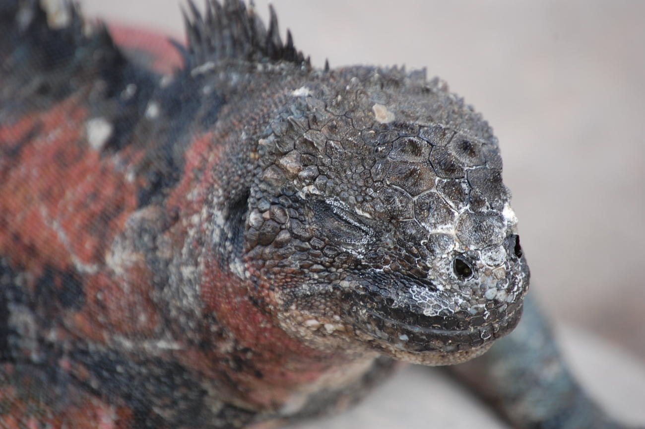 Marine iguana portrait