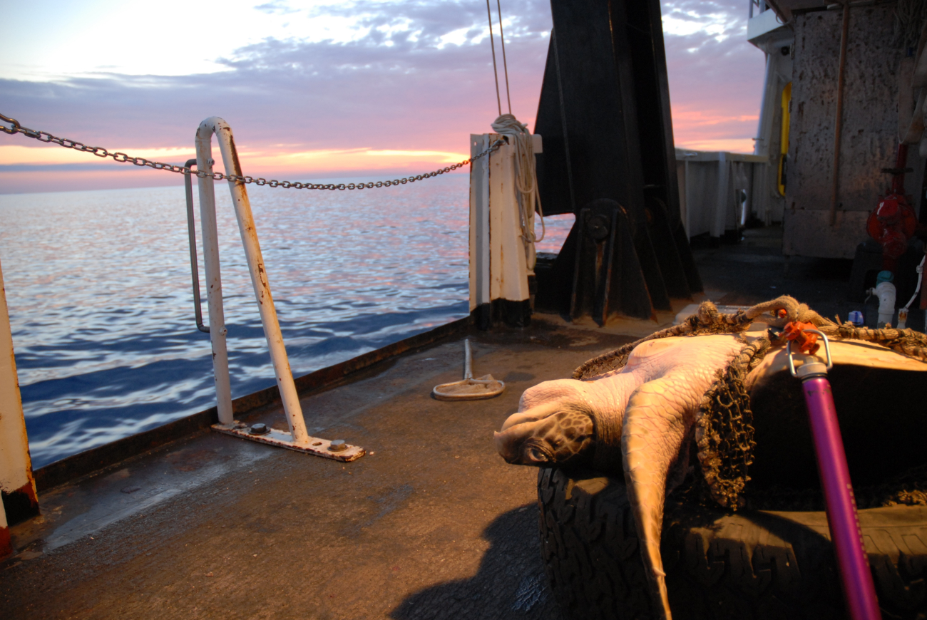 Sea turtle secured for study on the NOAA Ship DAVID STARR JORDAN