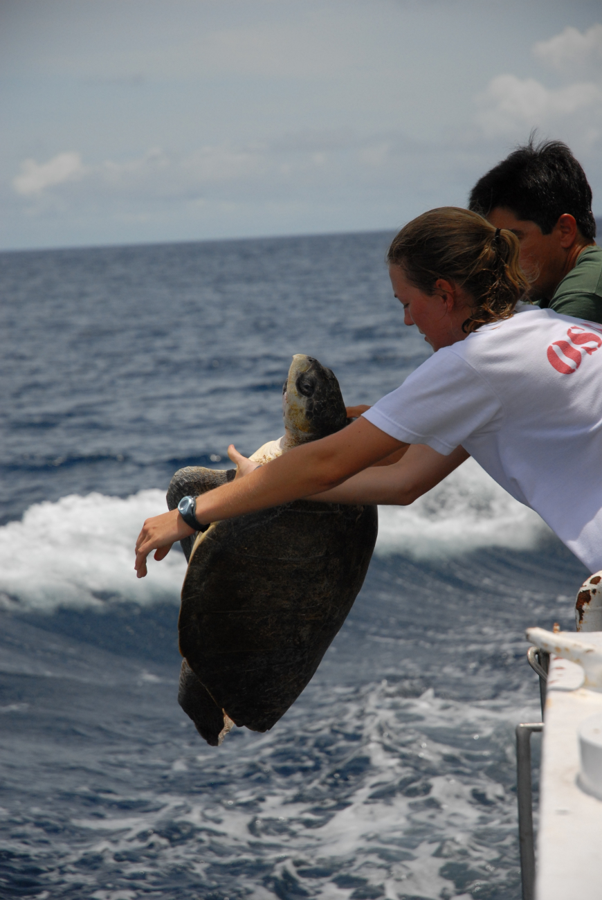 Preparing to return sea turtle to the ocean after completing measurements
