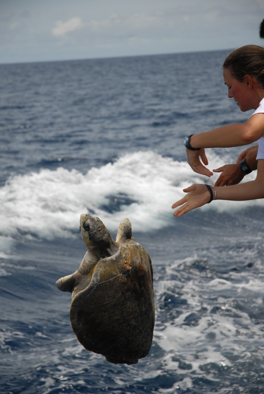 Returning sea turtle to the ocean after completing measurements