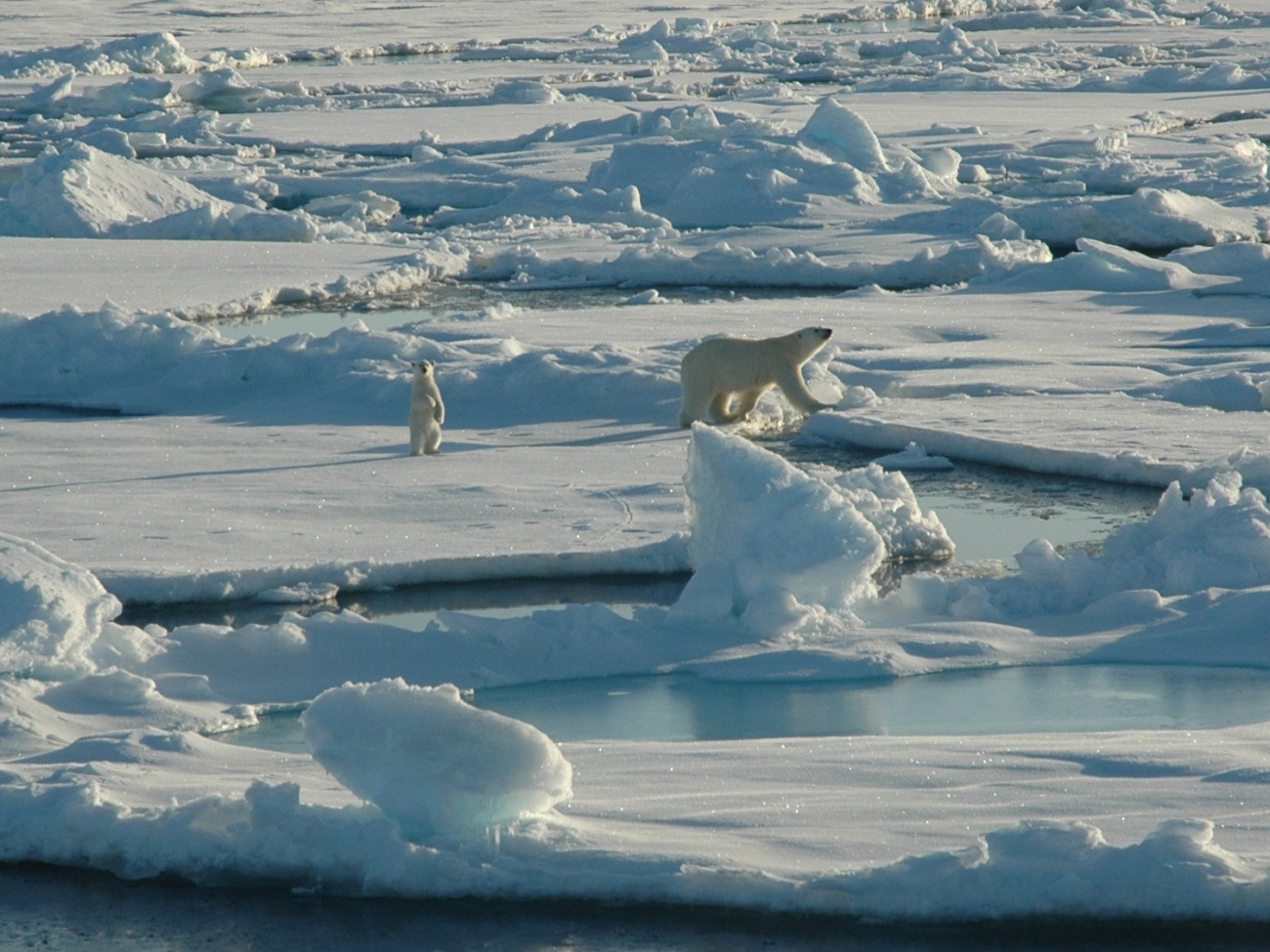 Polar bear with curious cub on first year ice floes