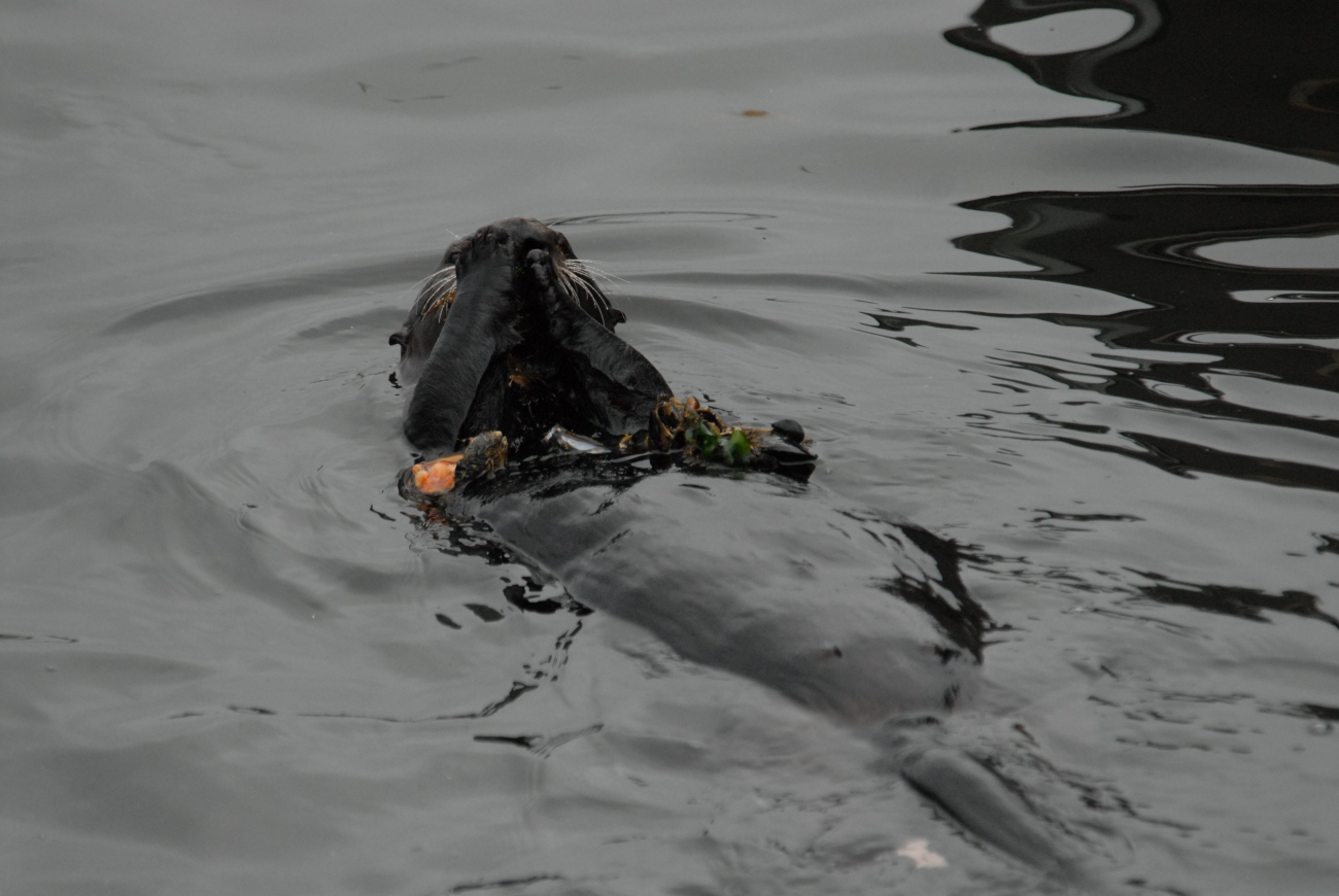 Sea otter lying on back eating mussels