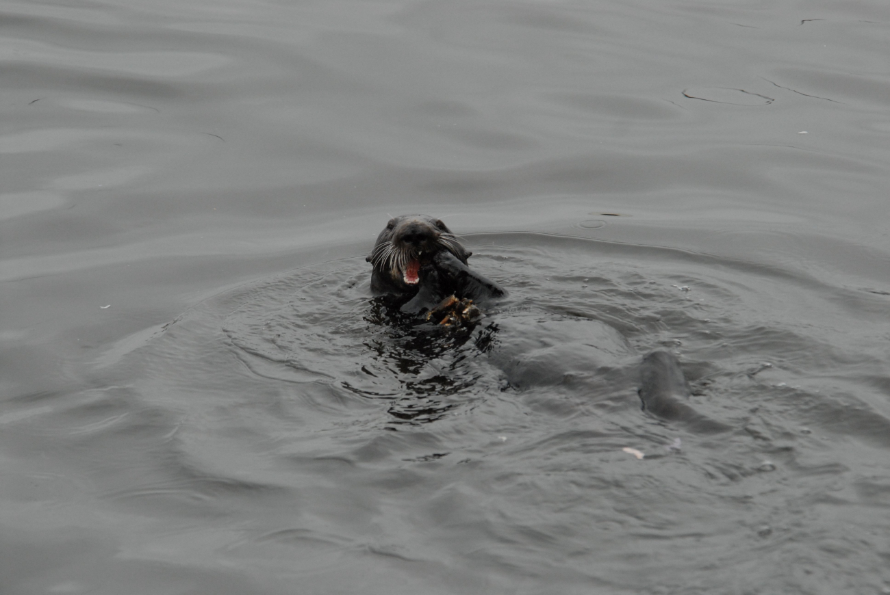 Sea otter lying on back eating mussels