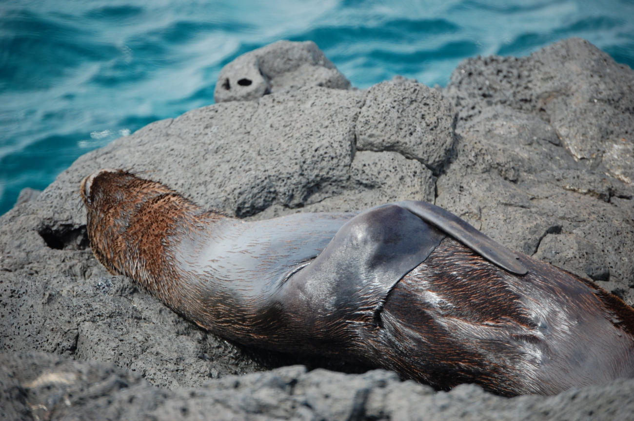 Fur seal