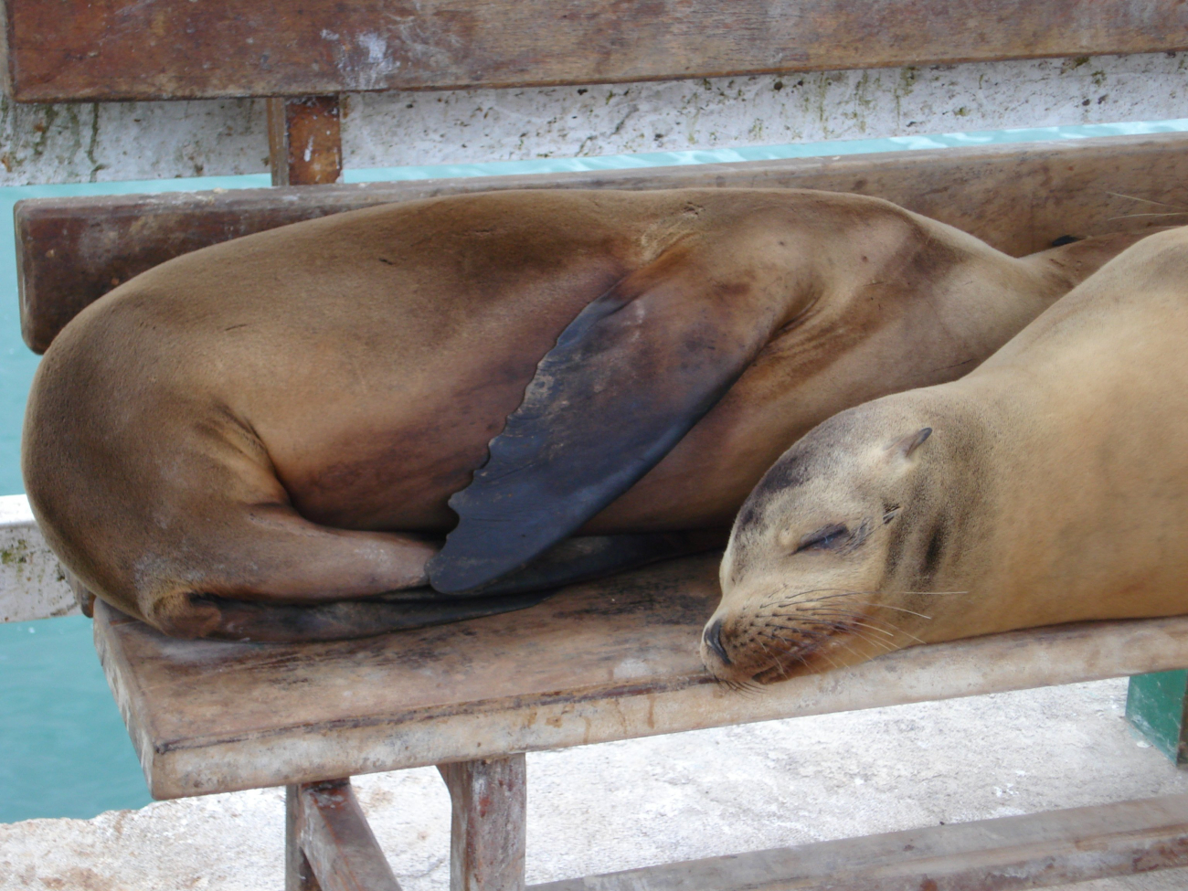 Sea lions on bench