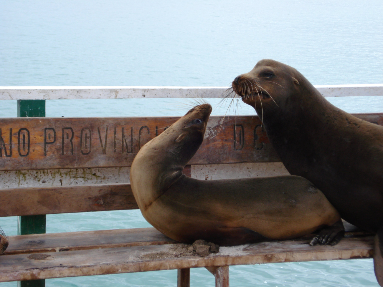 Sea lions on bench