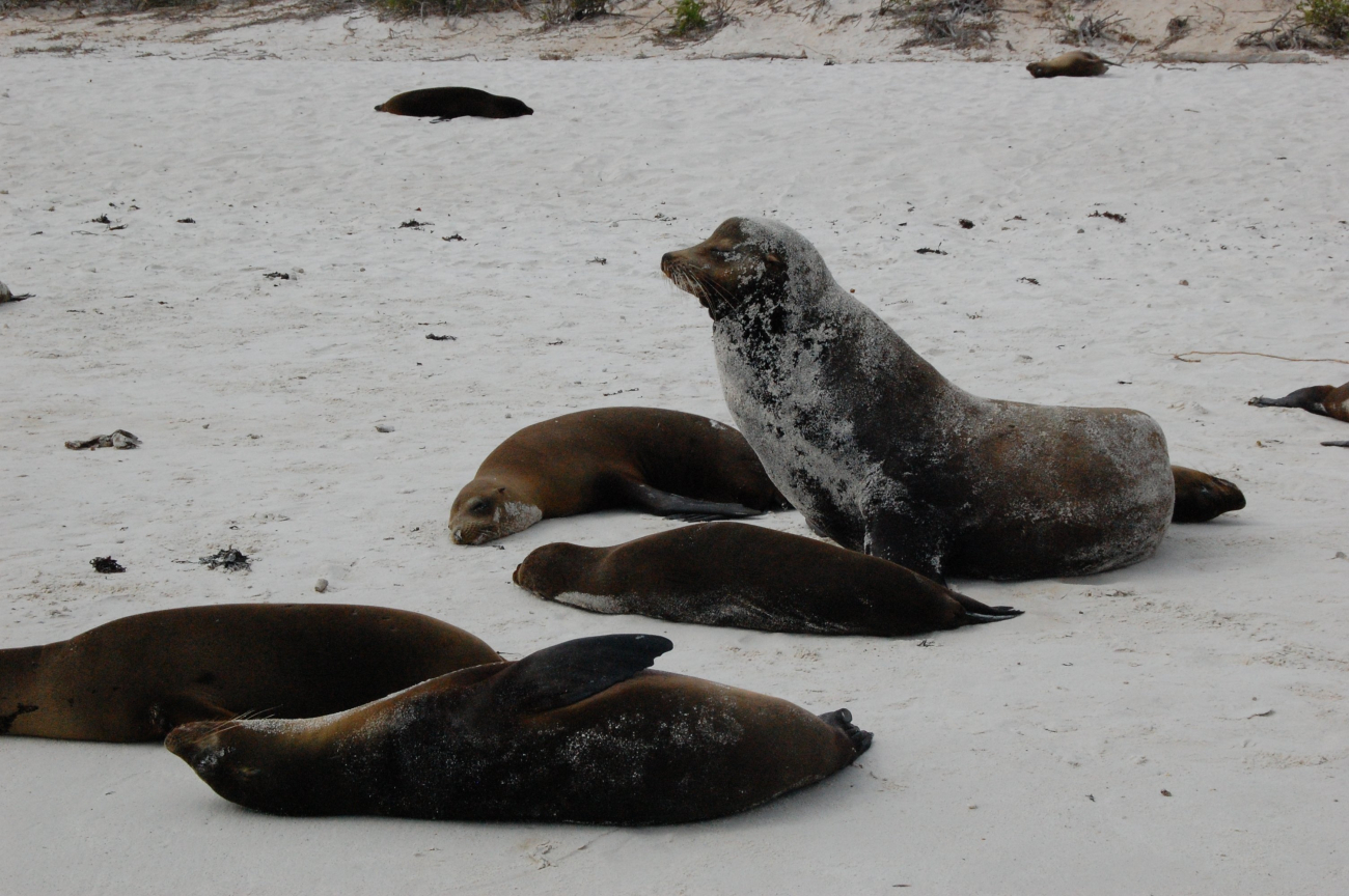 Sea lions hauled out on the beach