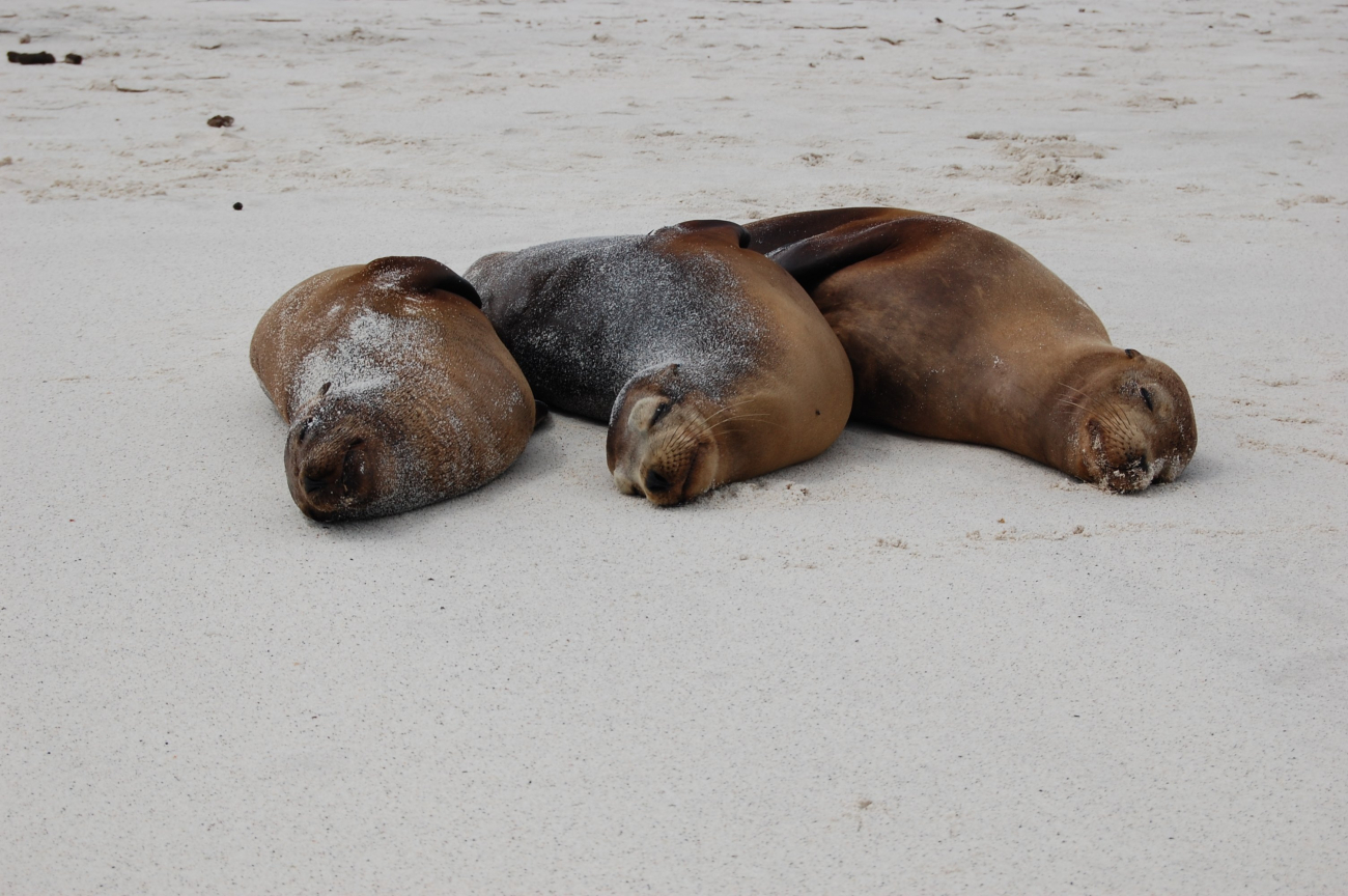 Sea lions hauled out on the beach - the three musketeers all tuckered out fromchasing fish