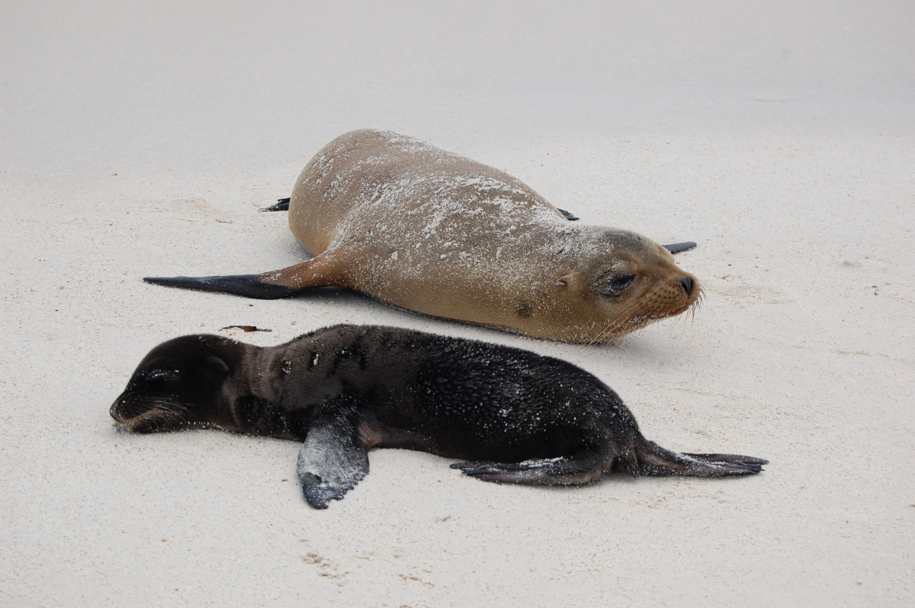 Mother sea lion and pup on the beach
