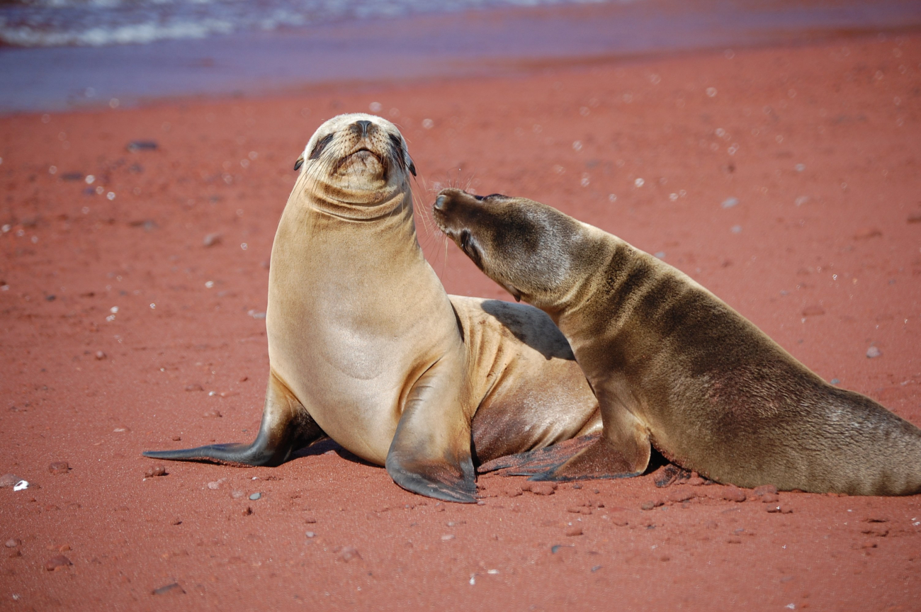 Mother sea lion and pup love - a remarkable display of affection