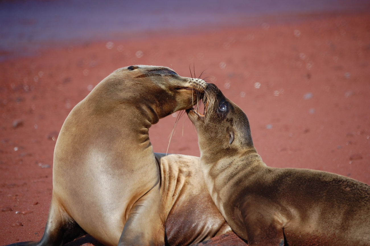 Mother sea lion and pup love - a remarkable display of affection