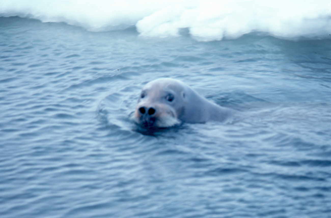 Bearded seal - Erignathus barbatus - swimming