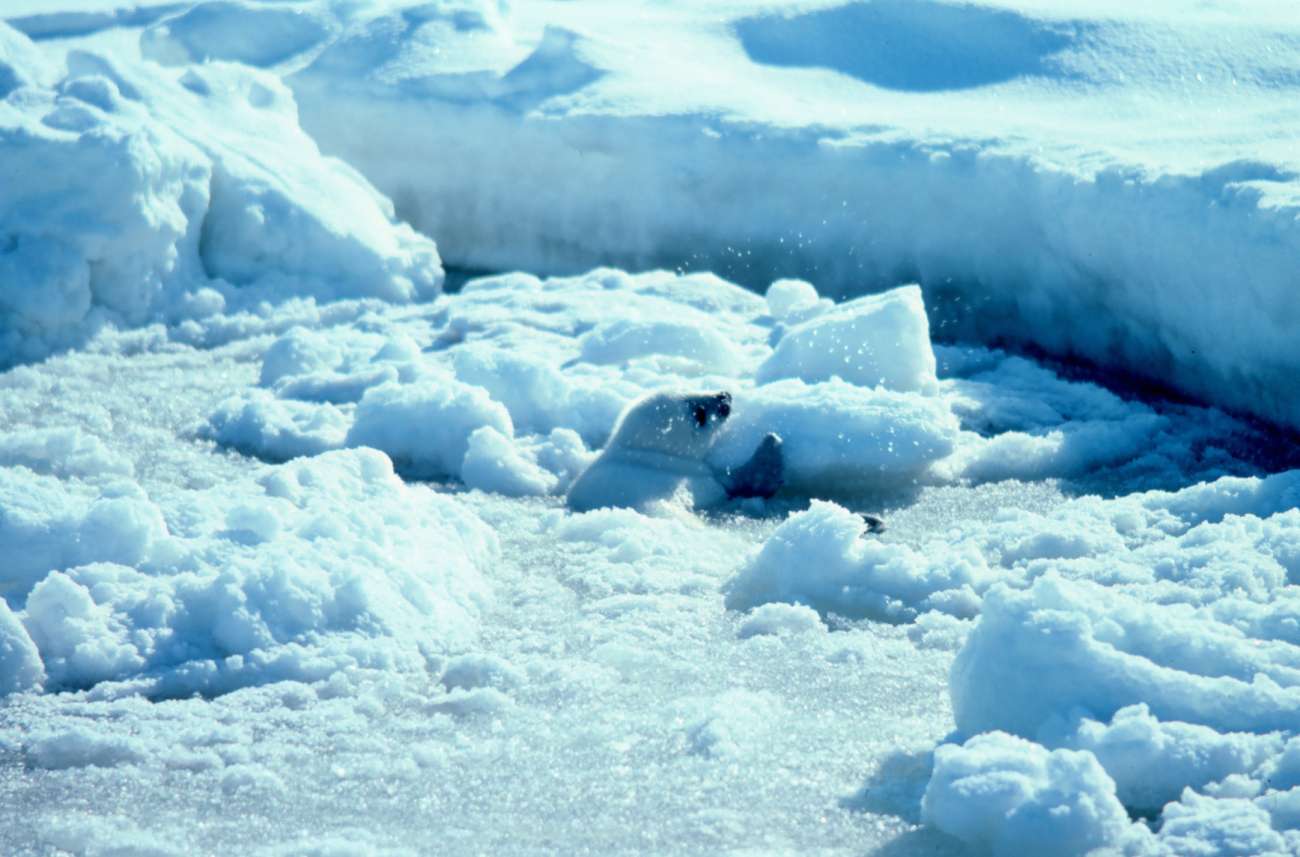 Baby spotted seal - Phoca largha in the ice