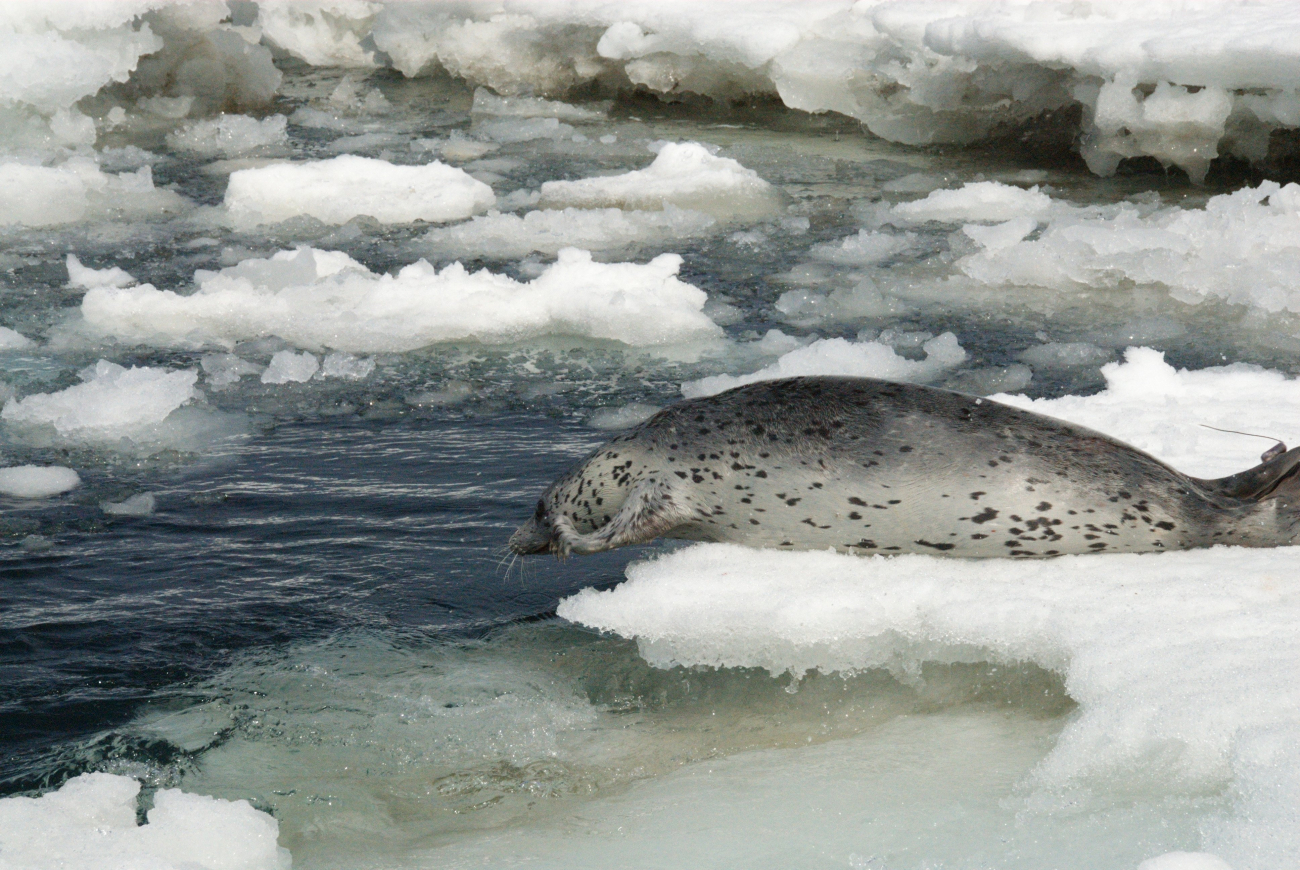Spotted seal leaving an ice floe
