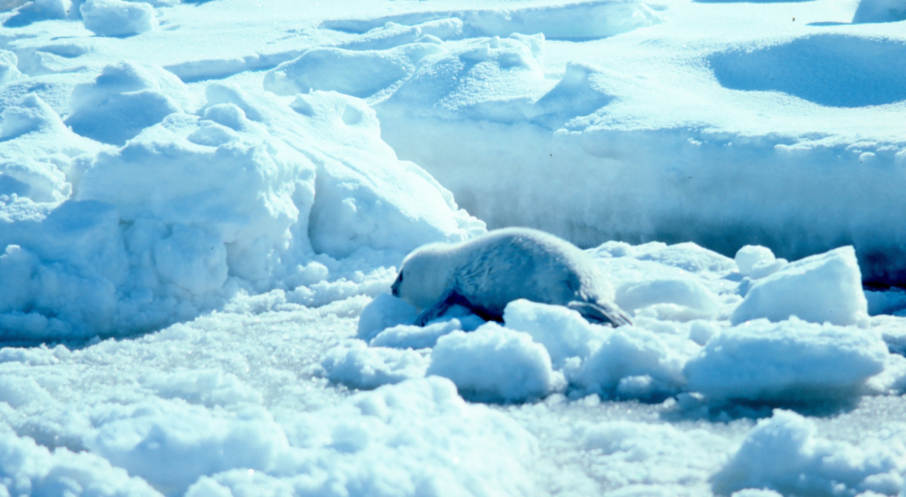 Ribbon seal pup on the ice