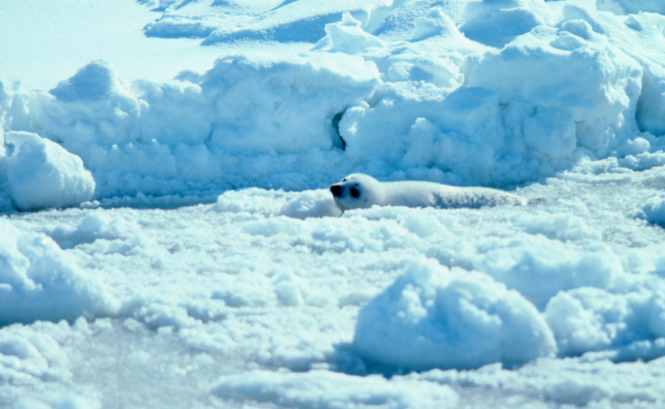 Ribbon seal pup on the ice